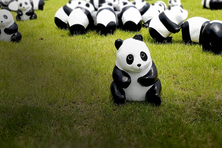 1600 Pandas+ World Tour Project KR